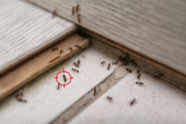 Best Commercial Pest Control Services  in Zellwood, FL