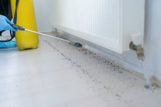 Best Termite Control Services  in Zellwood, FL