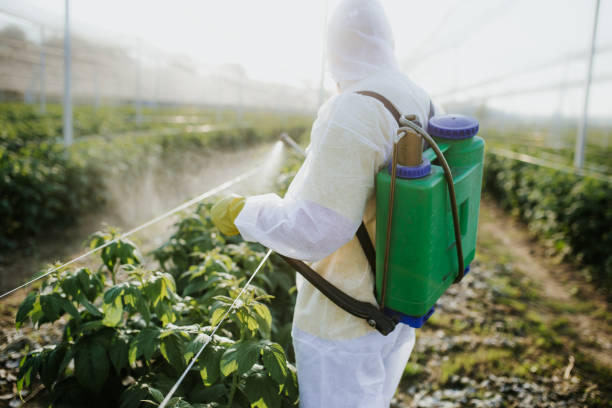 Best Wasp Removal Services  in Zellwood, FL
